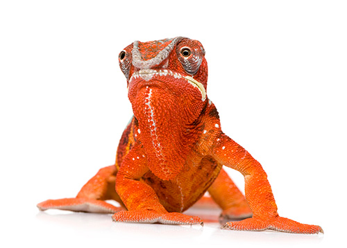 Vibrant chameleon on a solid background.