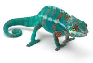 Caméléon coloré sur fond simple.