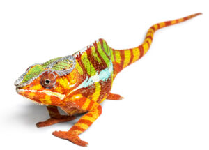 Caméléon aux couleurs vives sur fond clair.