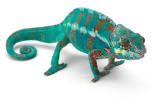 Caméléon coloré sur fond simple.