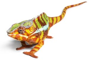 Caméléon aux couleurs vives sur fond clair.