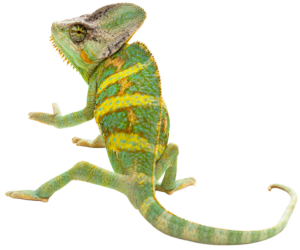 Caméléon aux nuances douces sur fond uni.