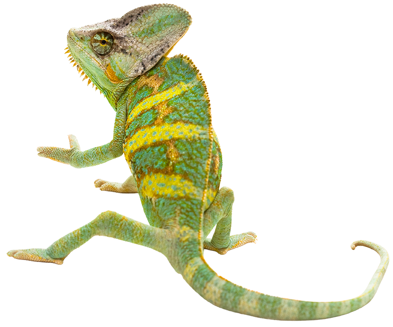 Soft-toned chameleon on a light background.