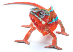 Caméléon aux couleurs contrastées sur fond clair.