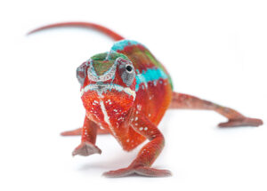 Caméléon multicolore en gros plan.