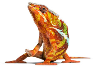 Caméléon aux motifs détaillés sur fond neutre.