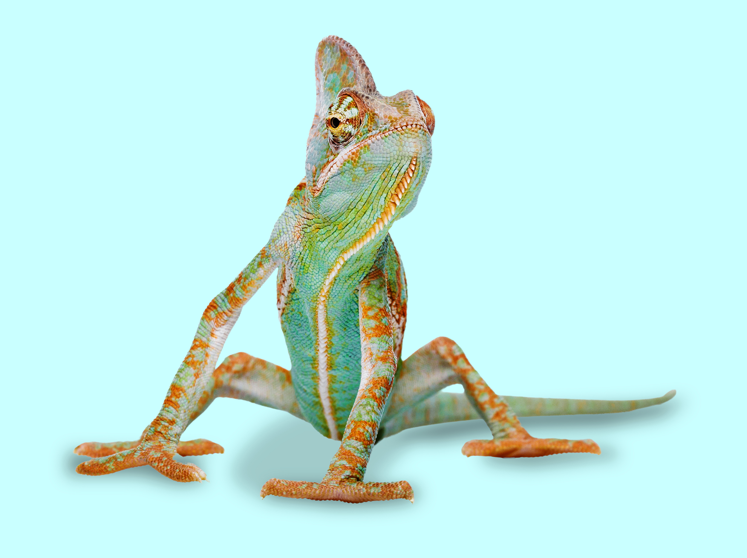 Natural-colored chameleon on a neutral background.