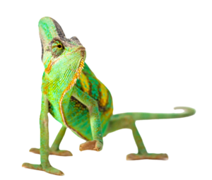 Caméléon aux teintes chaudes sur fond noir.