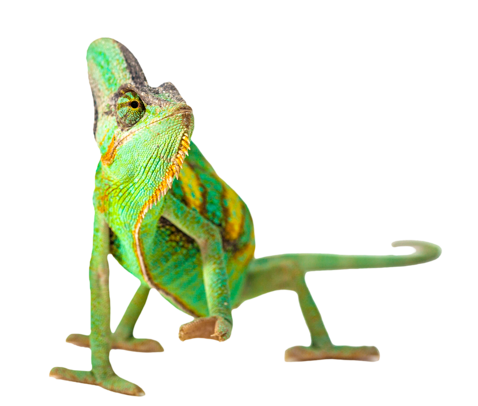Warm-toned chameleon on a solid background.