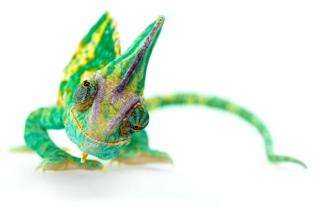 Colorful chameleon on a neutral background.