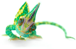 Caméléon coloré sur fond neutre.