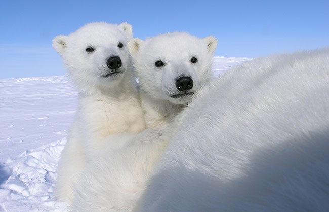 Campaign – International Polar Year 2012